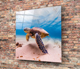 Sea Turtle Glass Wall Art