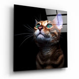 Kitten Glass Wall Art