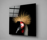 Black Crowned Crane