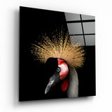 Black Crowned Crane