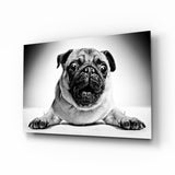 Pug Glass Wall Art