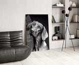 Innocent Dog Glass Wall Art