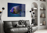 Queen Angelfish Glass Art