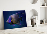 Queen Angelfish Glass Art