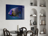 Queen Angelfish Glass Art