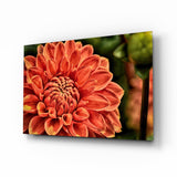 Orange Gerbera Glasbild